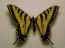Papilio rutulus x1.jpg (52634 bytes)