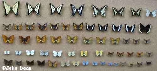 John Dean Butterflies