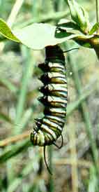 monarch_larva