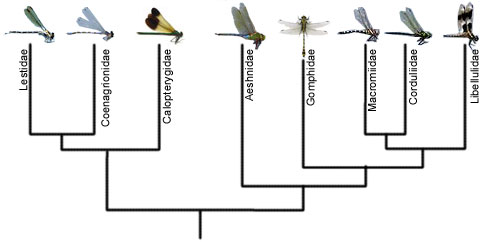 cladogram.JPG (27221 bytes)
