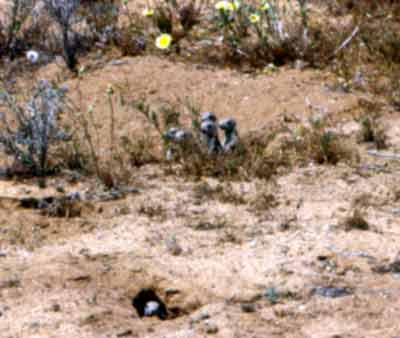 White-tailed Antelope Squirrel.gif (11071 bytes)